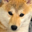 146.59.92.77 icon